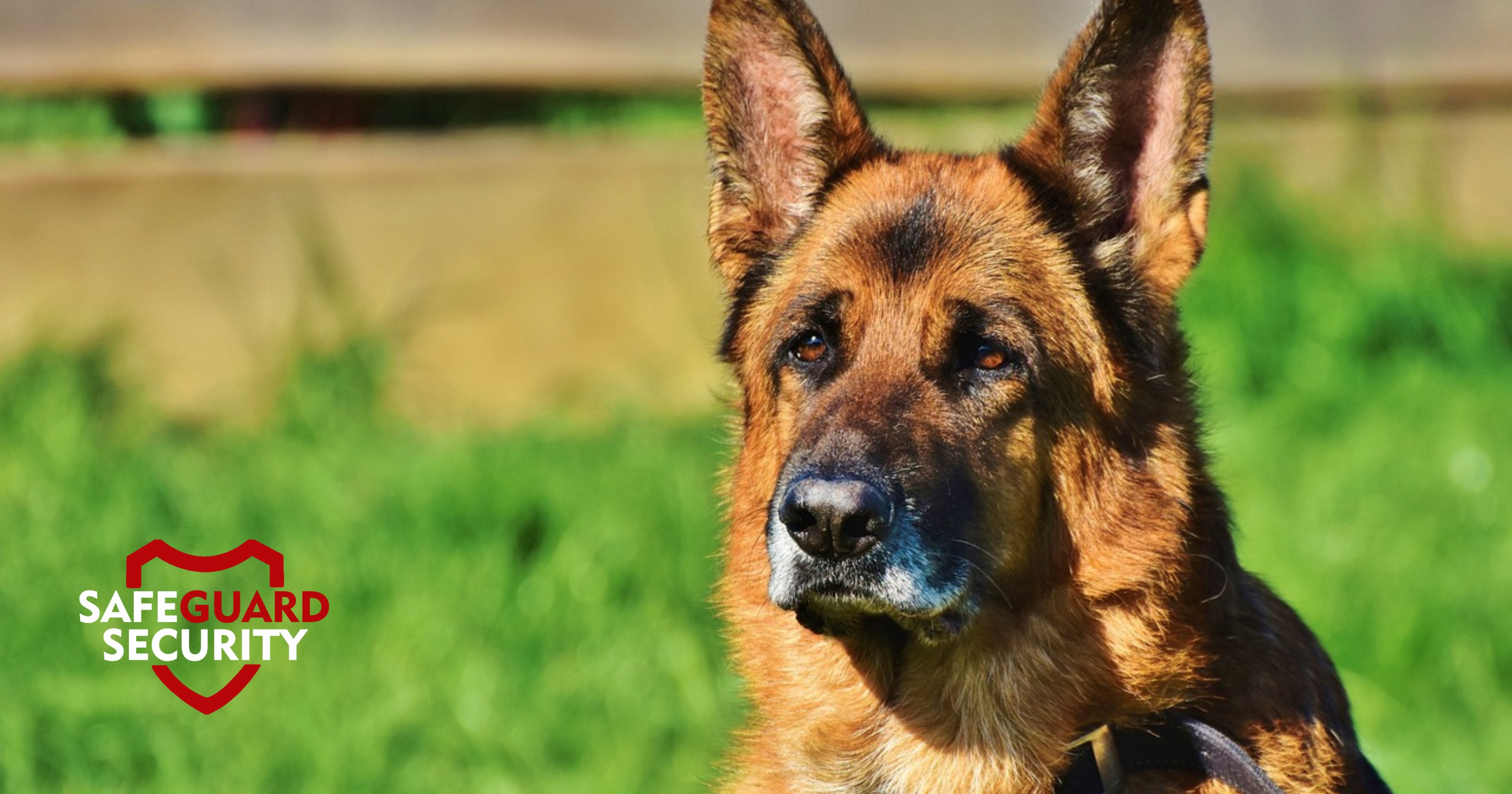 how-to-become-a-security-dog-handler-safeguard-security