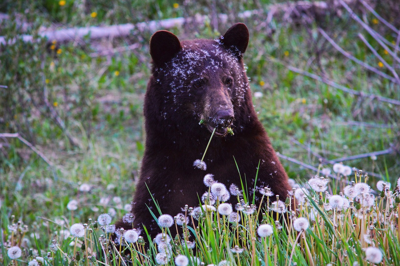 Wildfire Preparedness for Rural Alberta | Safeguard Security Services